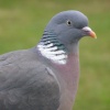 Mr Pigeon posing