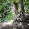 Beech Roots