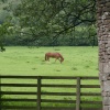 Llanthony