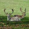 Fountains Abbey