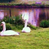 Swans with cygnets