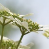 Flowers on a shrub in my garden, Steeple Claydon, Bucks