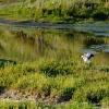 Shelduck landing at the wetlands