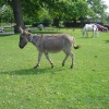 Brockenhurst