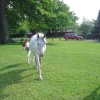 Brockenhurst