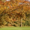 Autumn colour, Fitz Park