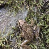 Baby toad in the well at Packwood House