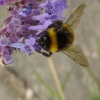 Bee in the garden at Packwood House