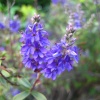 Hebes