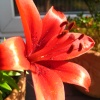 Lily