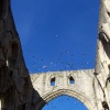 Pigeons at Rievaulx