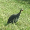 What bird is this.