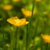 Buttercup