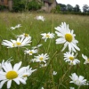 In the wildlife garden at Packwood House