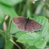 Ringlet