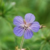 Meadow Crane's Bill