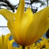 Flowers at the Eden Project
