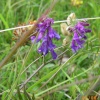 Anston Woods