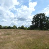 Summer in the Park