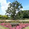 Rose Garden