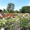 Rose Garden