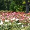 Rose Garden