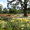 Rose Garden