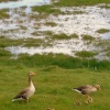 Grey Geese on The Marsh