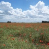 Field of poppies