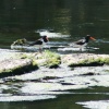Oyster Catchers