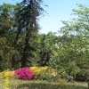Leonardslee - the wild flower terrace