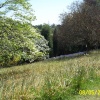 Leonardslee - the wild flower terrace