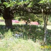 Leonardslee - the wild flower terrace