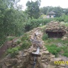 Wolf at Paradise Park