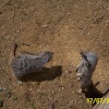 Meerkats at Paradise Park