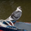 Obliging colour-matched pigeon on narrowboat, Oxford Canal, Jericho, Oxford.