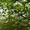 Fishing lake near Thornborough, Bucks