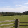 Springtime in Maulden Woods