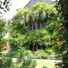 Wisteria
