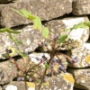 Berries against a wall near the Church, King's Sutton, Northants.