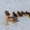Tufted ducks at Bagworth Heath