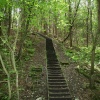 Steps through wood