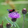 Six spot Burnet moth