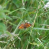 Gatekeeper butterfly