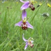 Bee orchid in the wildflower garden