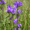 Bellflower in the wildflower garden