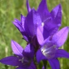 Bellflower in the wildflower garden