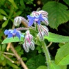 Borage.....borago officinallis