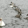 Follow the leader.