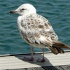 Sovereign harbour, Eastbourne, East Sussex